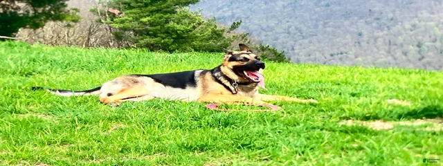 LOKI