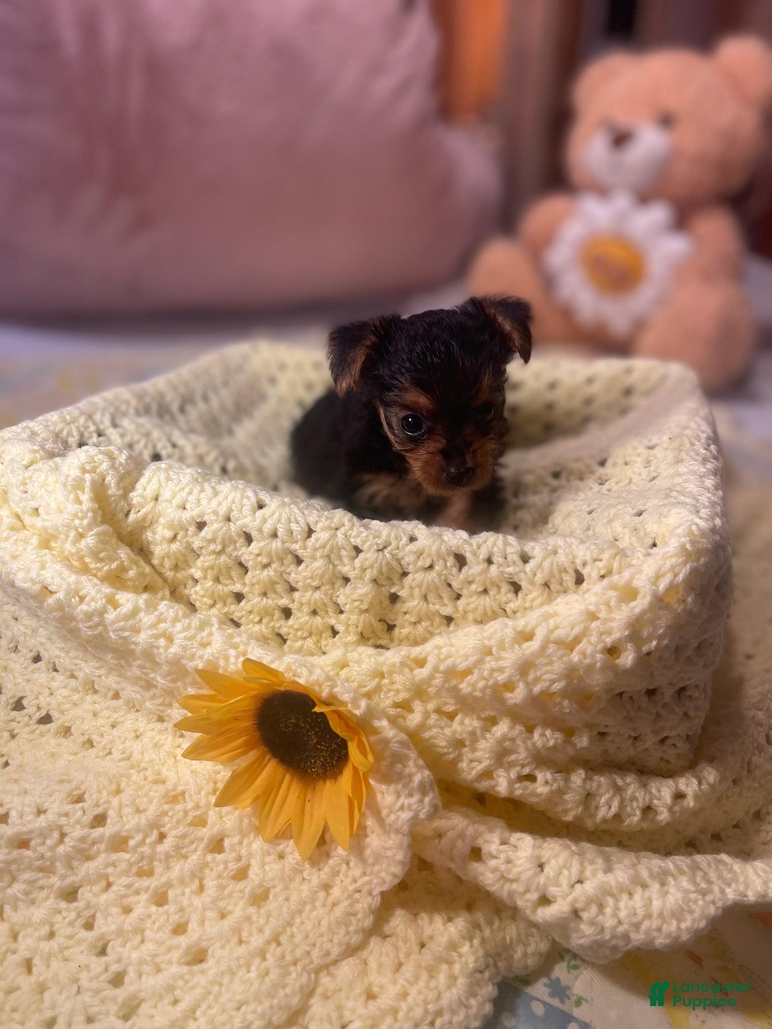 Yorkshire Terrier dogs Yorkshire Terrier 1 - Ad 2