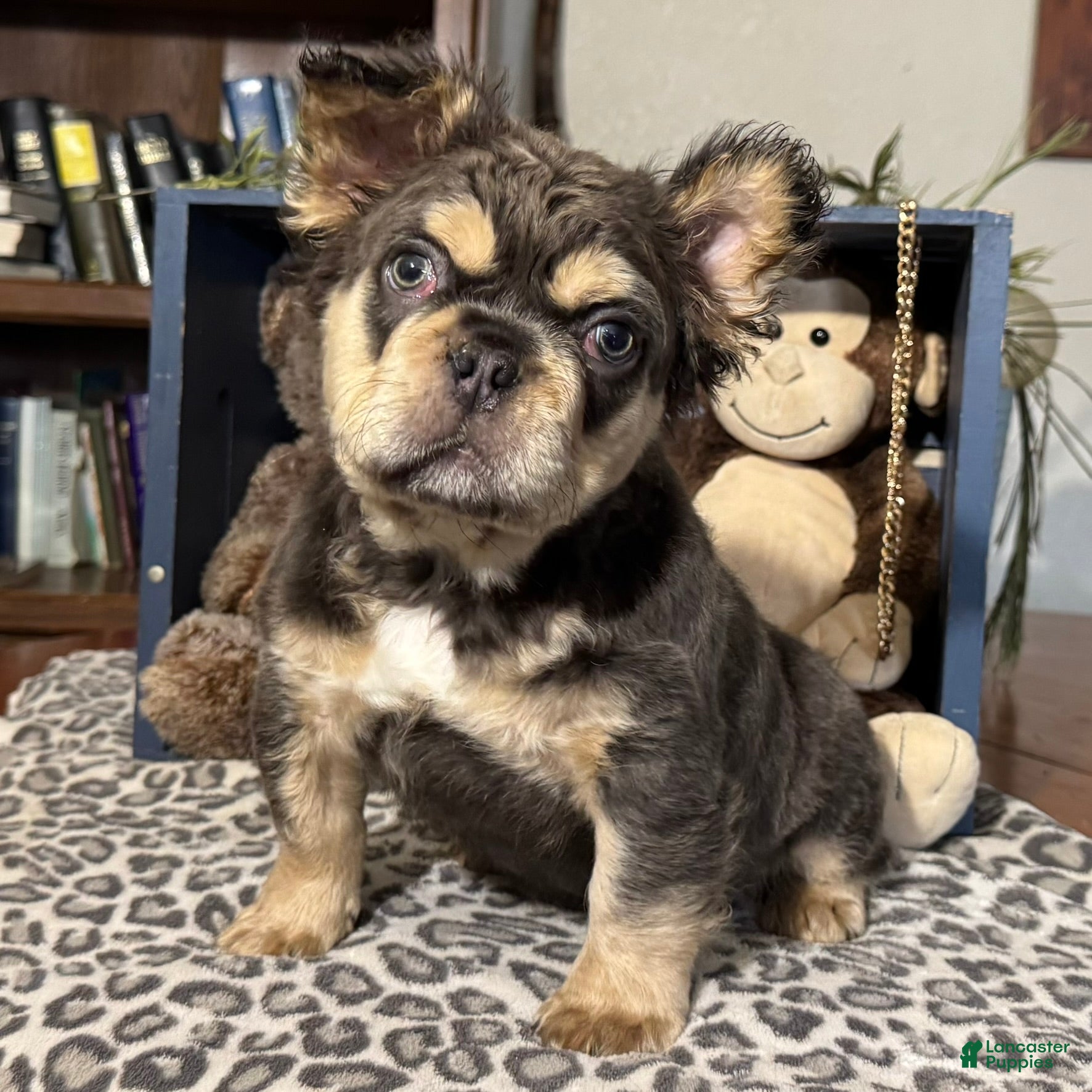 French Bulldog dogs Envy - Ad 2