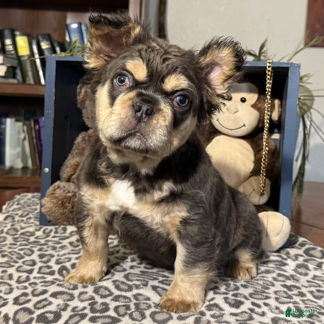 French Bulldog dogs for sale: Envy - Ad 2