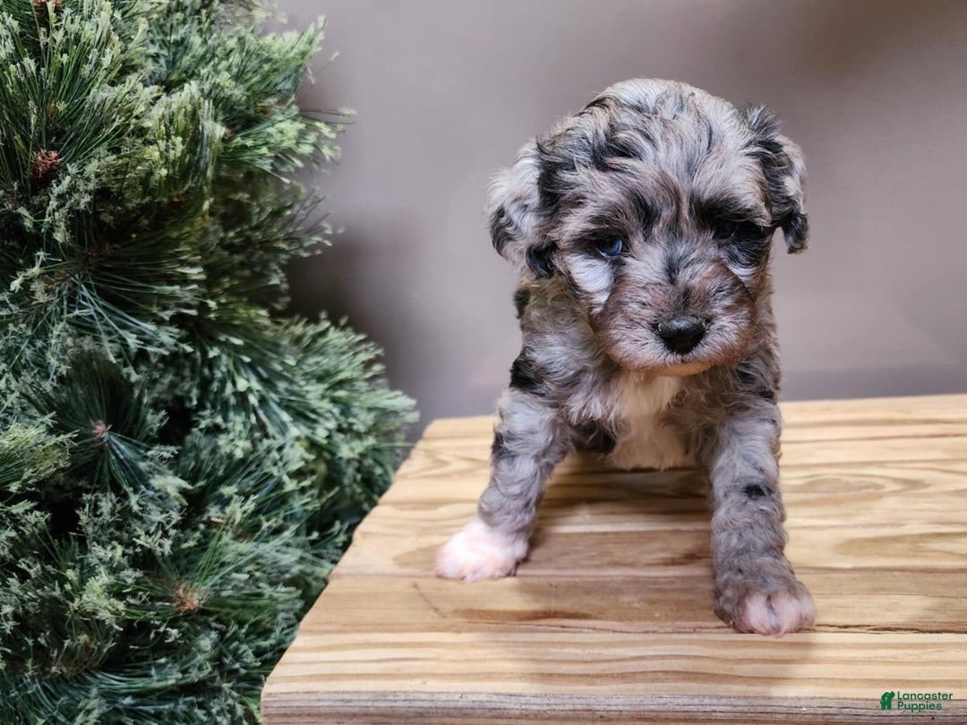 Mini Bernedoodle dogs for sale: Angel - Ad 3