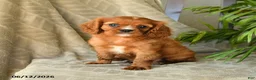 Cavalier King Charles Spaniel dogs for sale: Annabelle - Ad 1