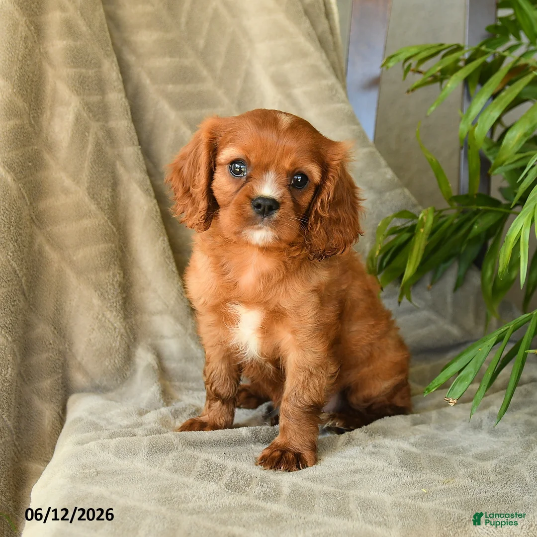 Cavalier King Charles Spaniel dogs for sale: Annabelle - Ad 1