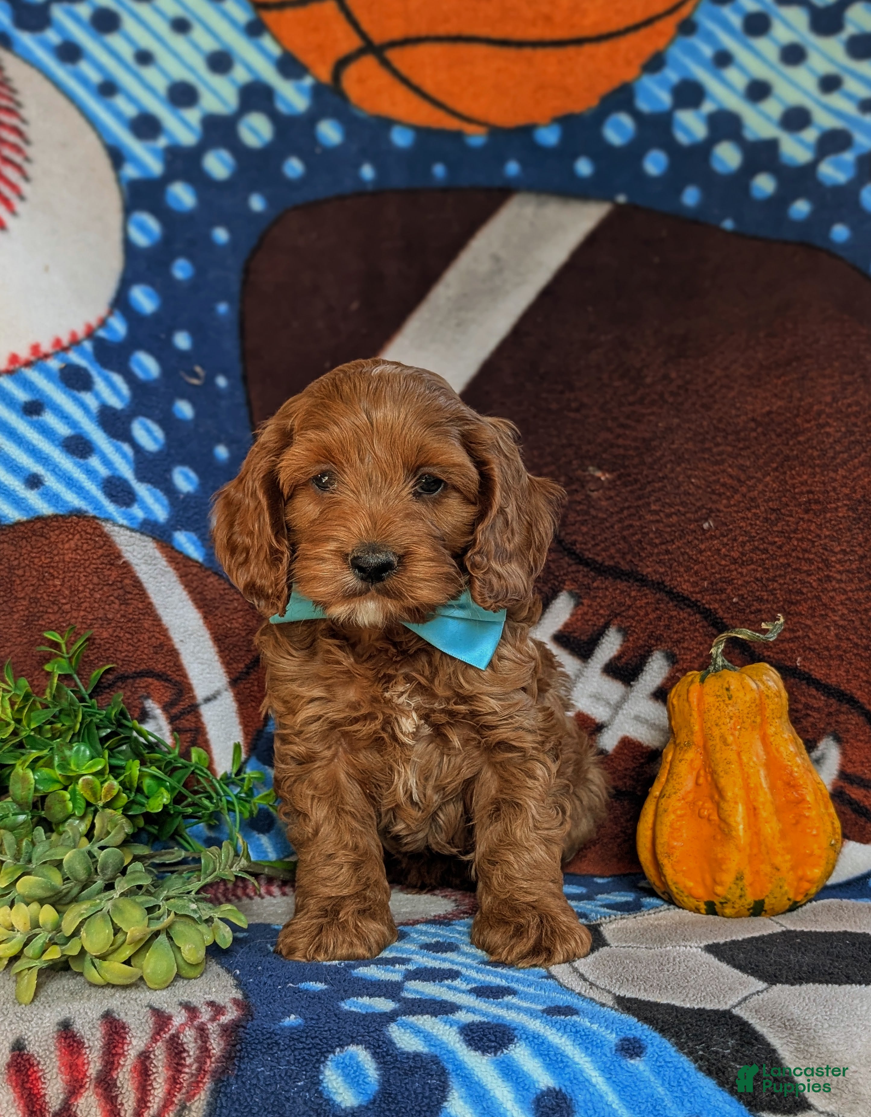 Cockapoo dogs for sale: Finnian - Ad 2
