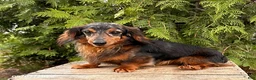 Dachshund dogs for sale: Murphy - Ad 4
