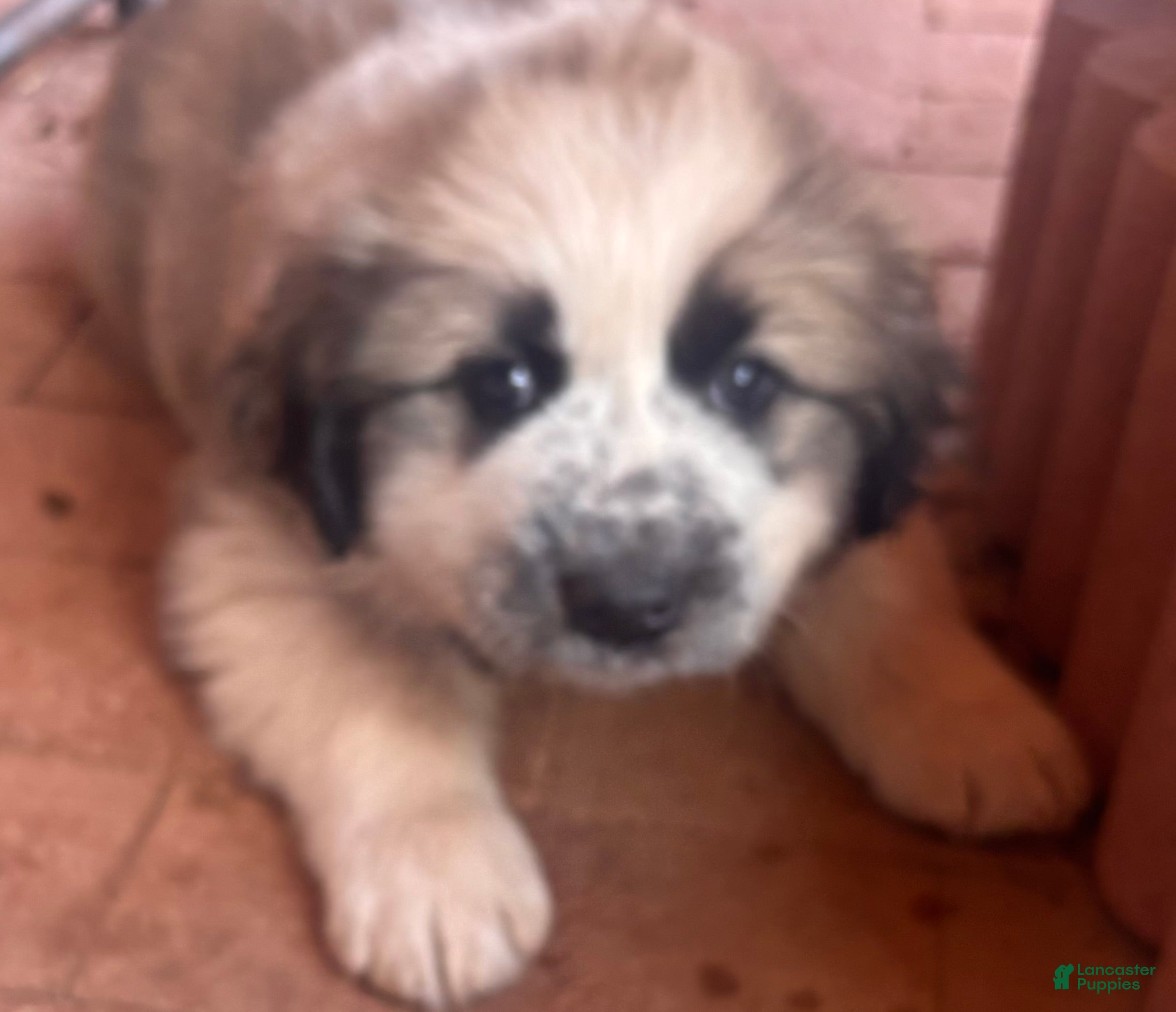 Mixed Breed dogs Big Bo - Ad 28