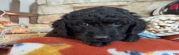 Mixed Breed dogs for sale: Frost (Boy) - Ad 2