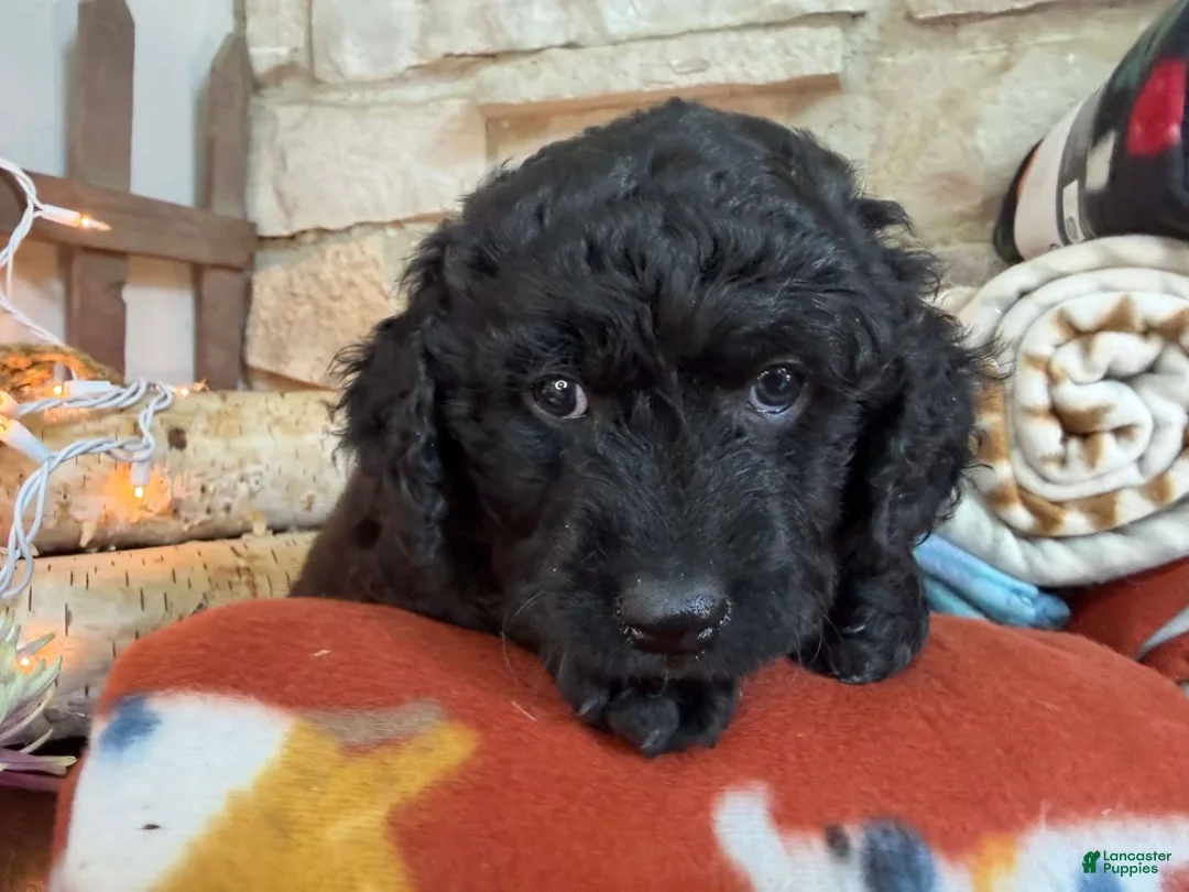 Mixed Breed dogs for sale: Frost (Boy) - Ad 2
