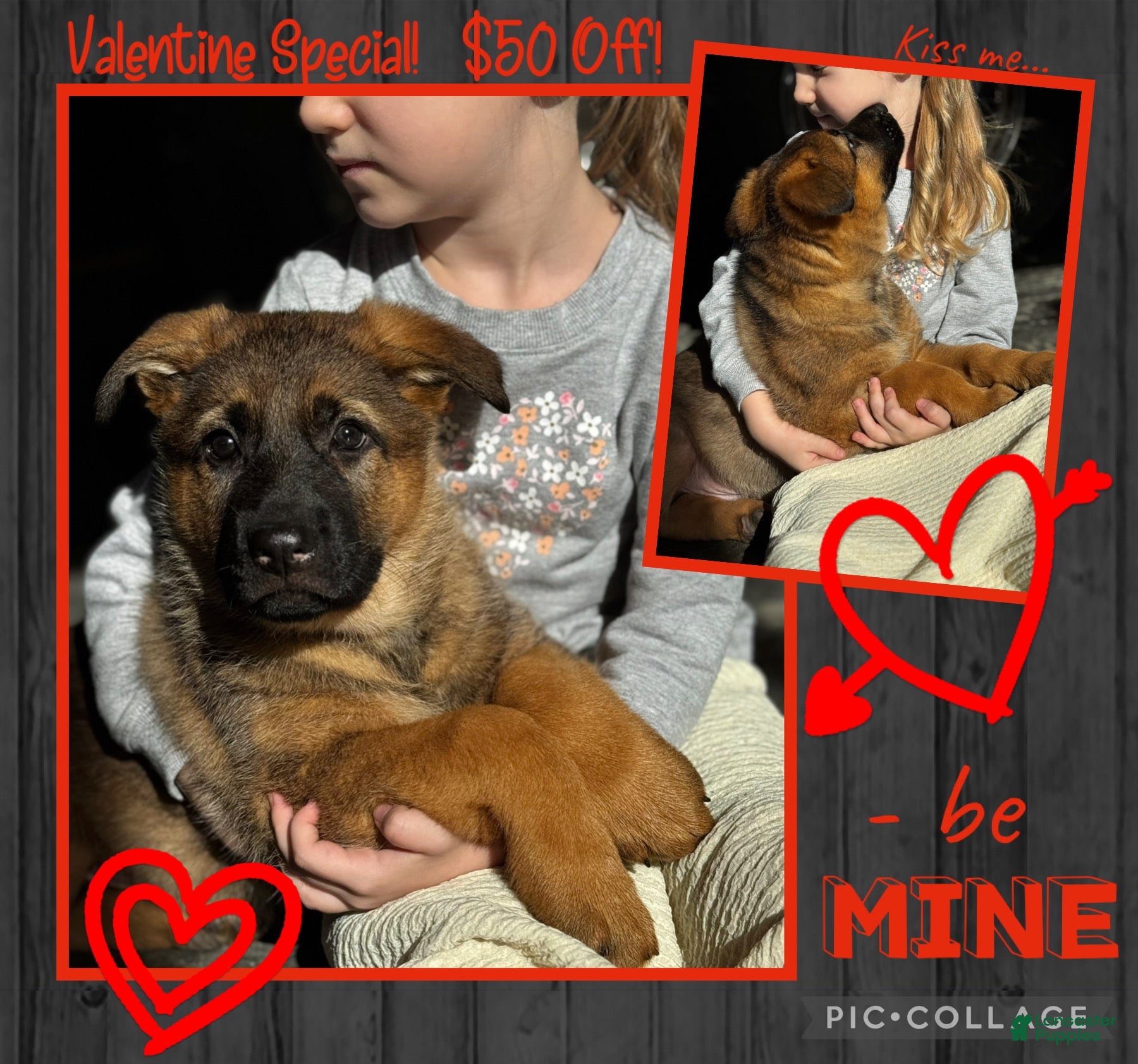 German Shepherd dogs Denver - Ad 22