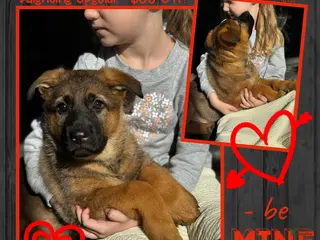 German Shepherd dogs Denver - Ad 22