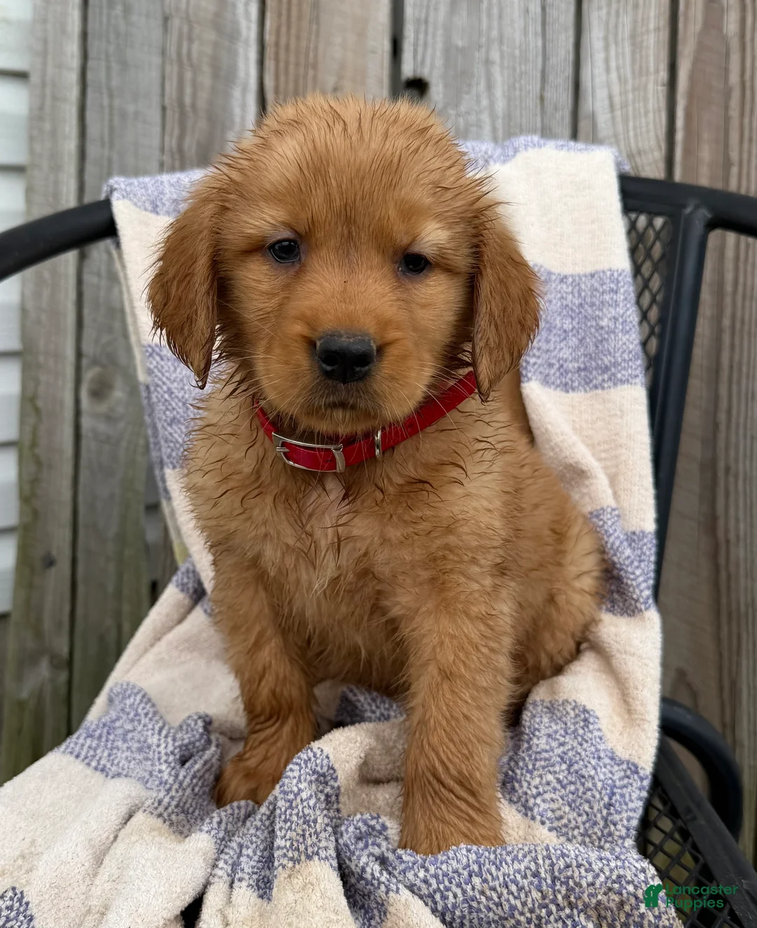 Golden Retriever dogs for sale: Dolly - Ad 1