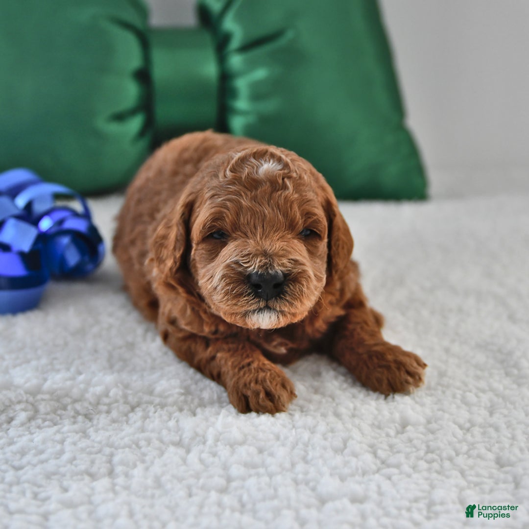 Mini Goldendoodle dogs for sale: Forest - Ad 12