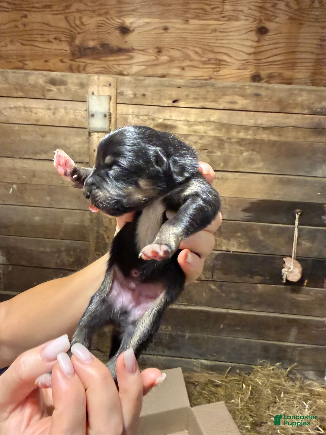 Australian Shepherd dogs for sale: Australian Shepherd 6 - Ad 2