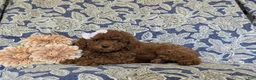 Miniature Poodle dogs for sale: Taite - Ad 4