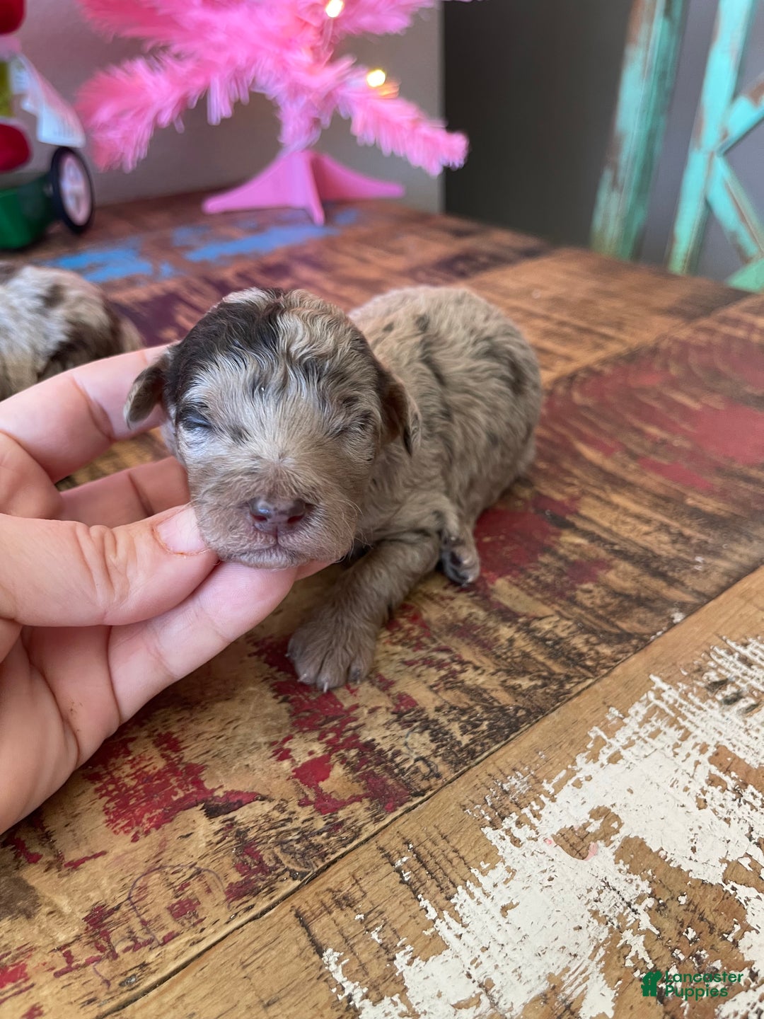 Miniature Poodle dogs for sale: Akc Chocolate Merle Phantom boy 2 - Ad 13