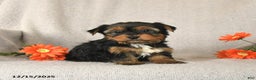 Yorkshire Terrier dogs for sale: Clover - Ad 1
