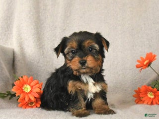 Yorkshire Terrier dogs Clover - Ad 7