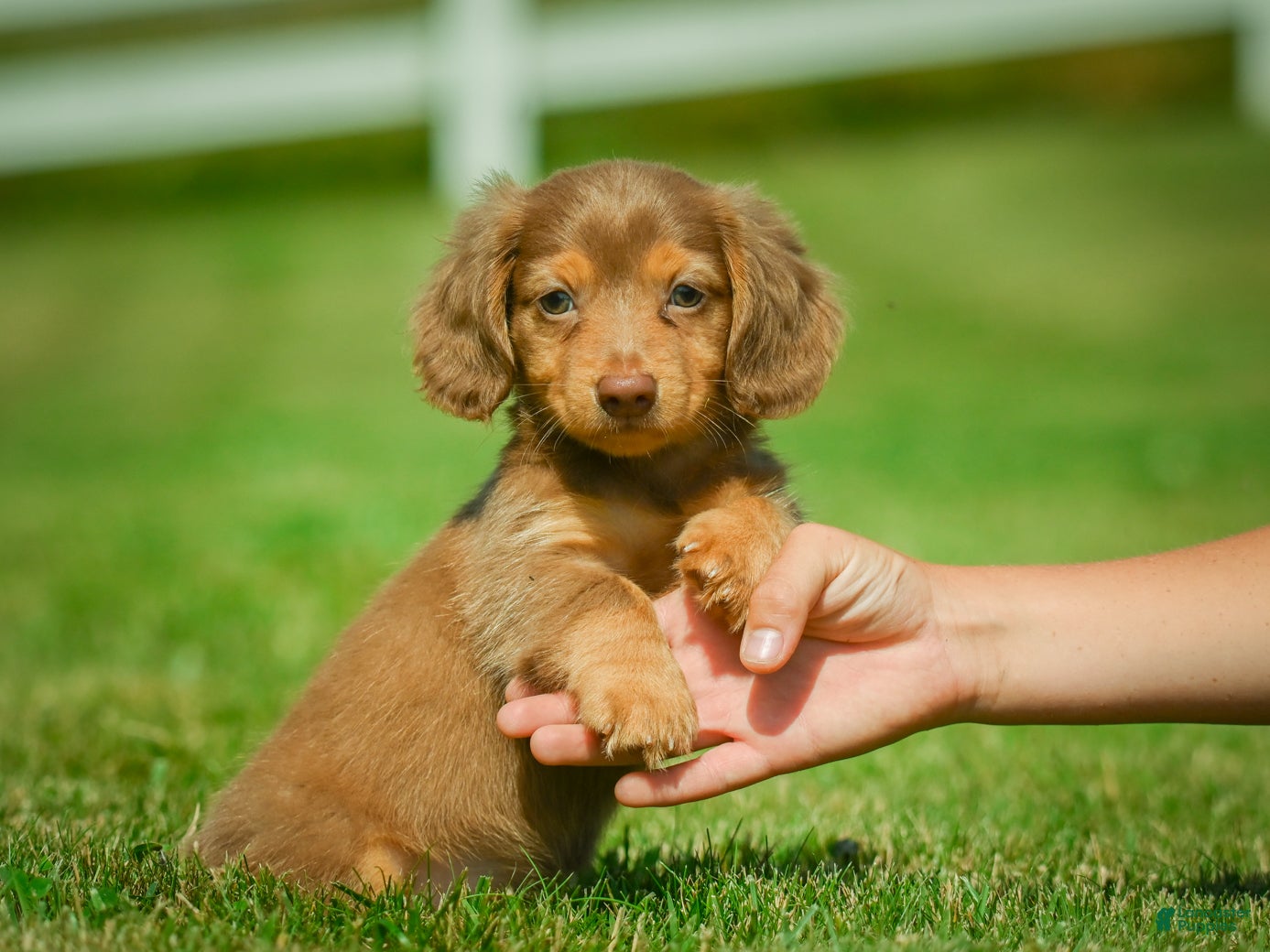 Miniature Dachshund dogs Ezra - Ad 1