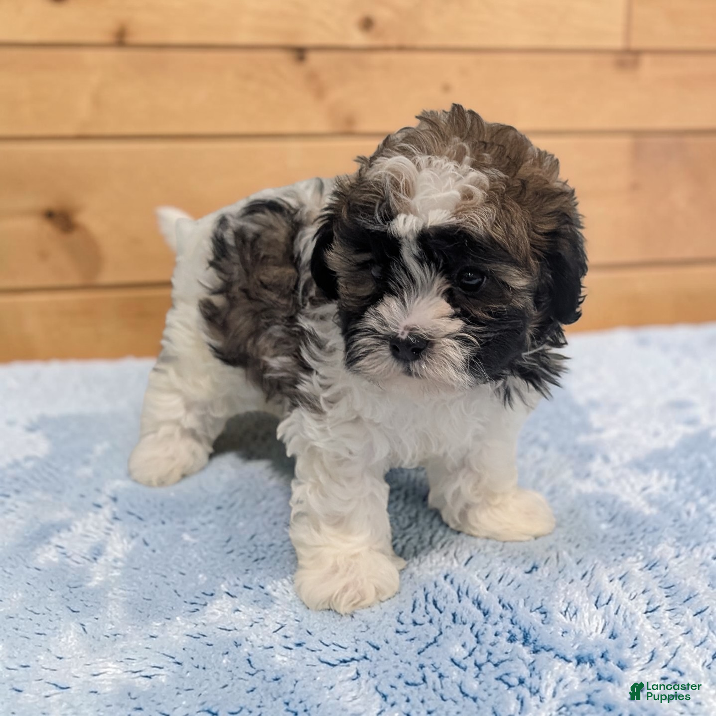 Shihpoo dogs Rocky - Ad 1