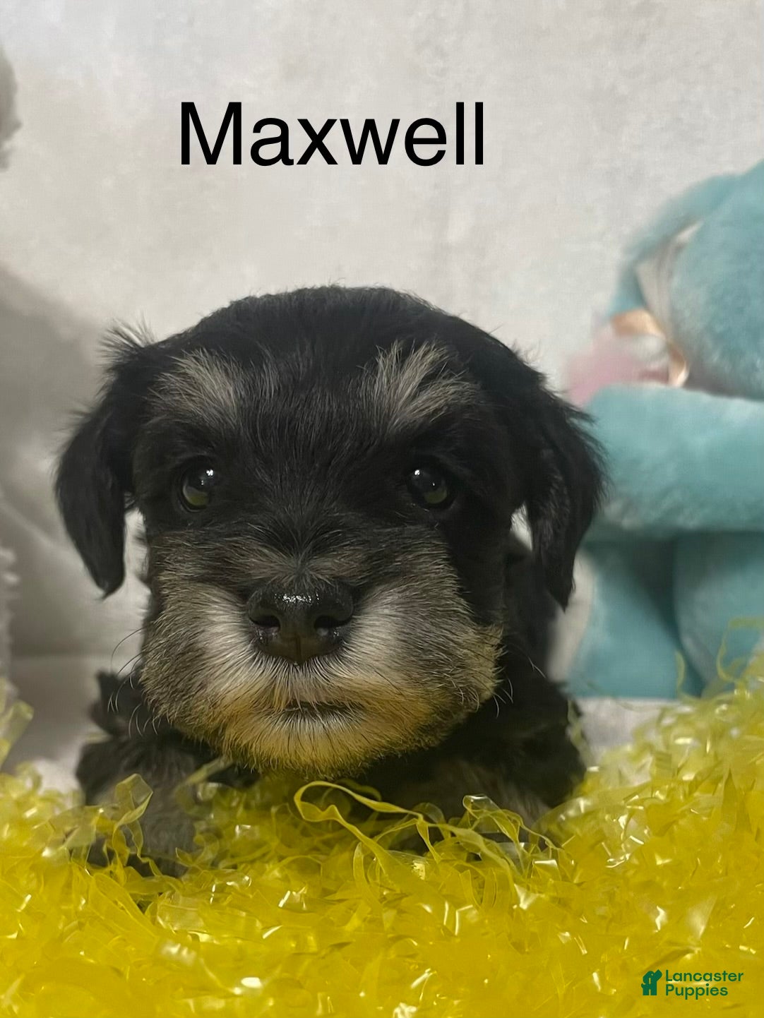 Miniature Schnauzer dogs Miniature Schnauzer Puppy 1 Maxwell - Ad 1