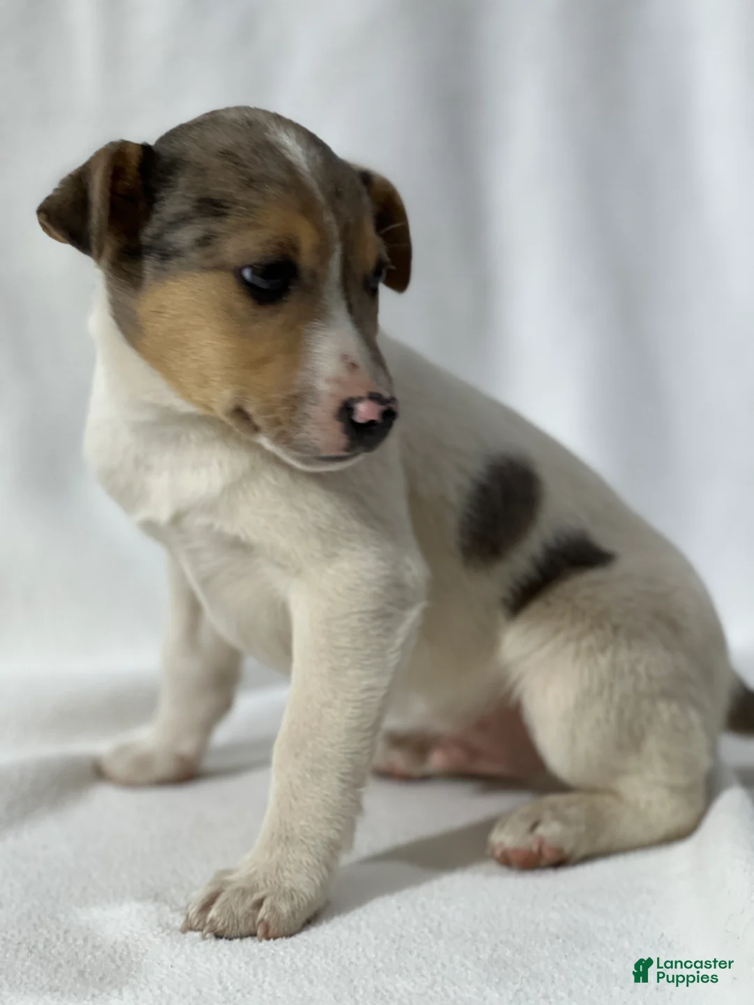 Jack Russell Terrier dogs for sale: Bam - Ad 2