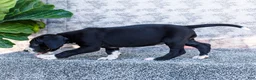 Great Dane dogs for sale: Ellie - Ad 5