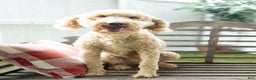 Goldendoodle dogs for sale: Gretel - F1B Retired Mama - Ad 1