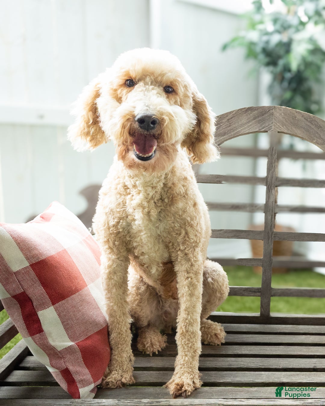 Goldendoodle dogs for sale: Gretel - F1B Retired Mama - Ad 1