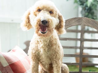 Goldendoodle dogs Gretel - F1B Retired Mama - Ad 29