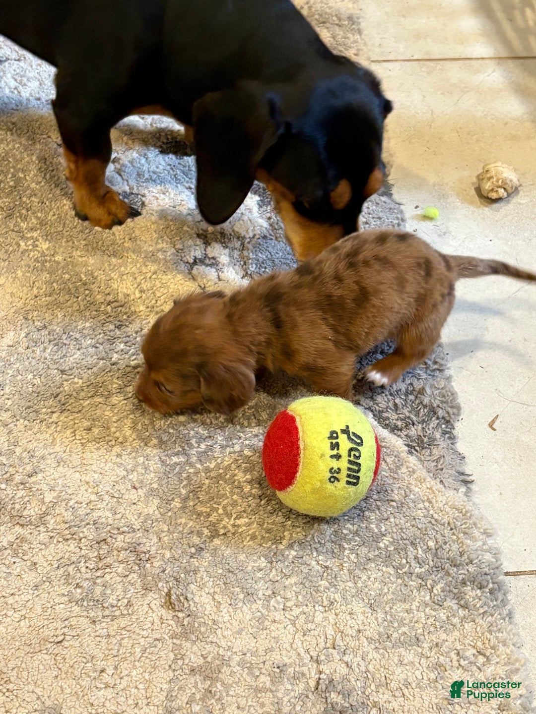 Dachshund dogs for sale: Dachshund Puppy 1 - Ad 2