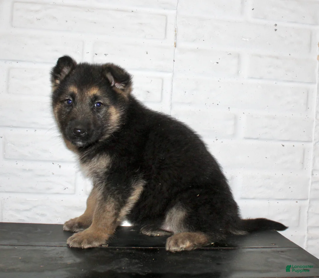German Shepherd dogs for sale: Misty - Ad 6