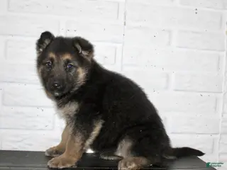 German Shepherd dogs for sale: Misty - Ad 1