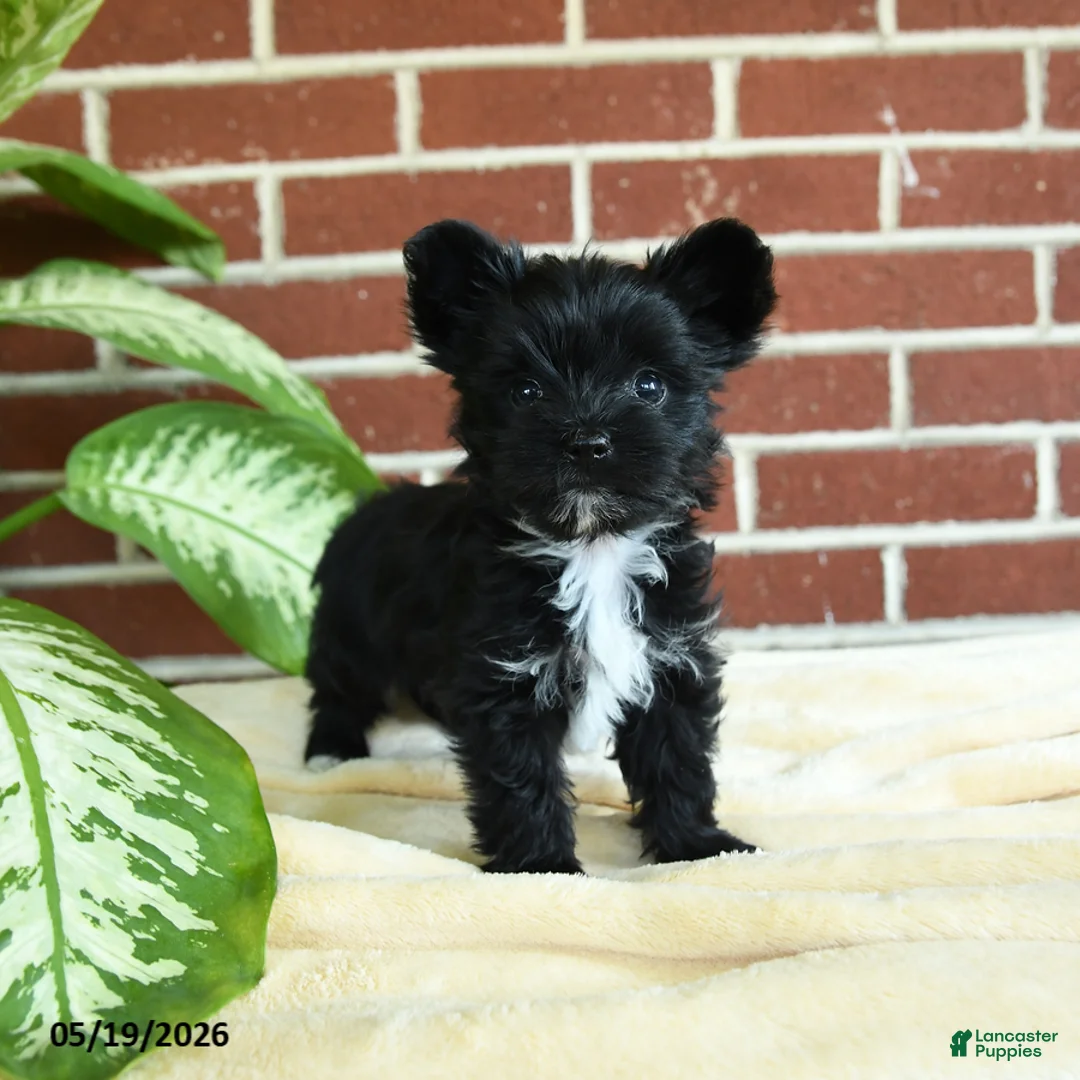 Yorkshire Terrier dogs for sale: Stella - Ad 1