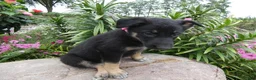 German Shepherd dogs for sale: German Shepherd Brianna 7 - Ad 3