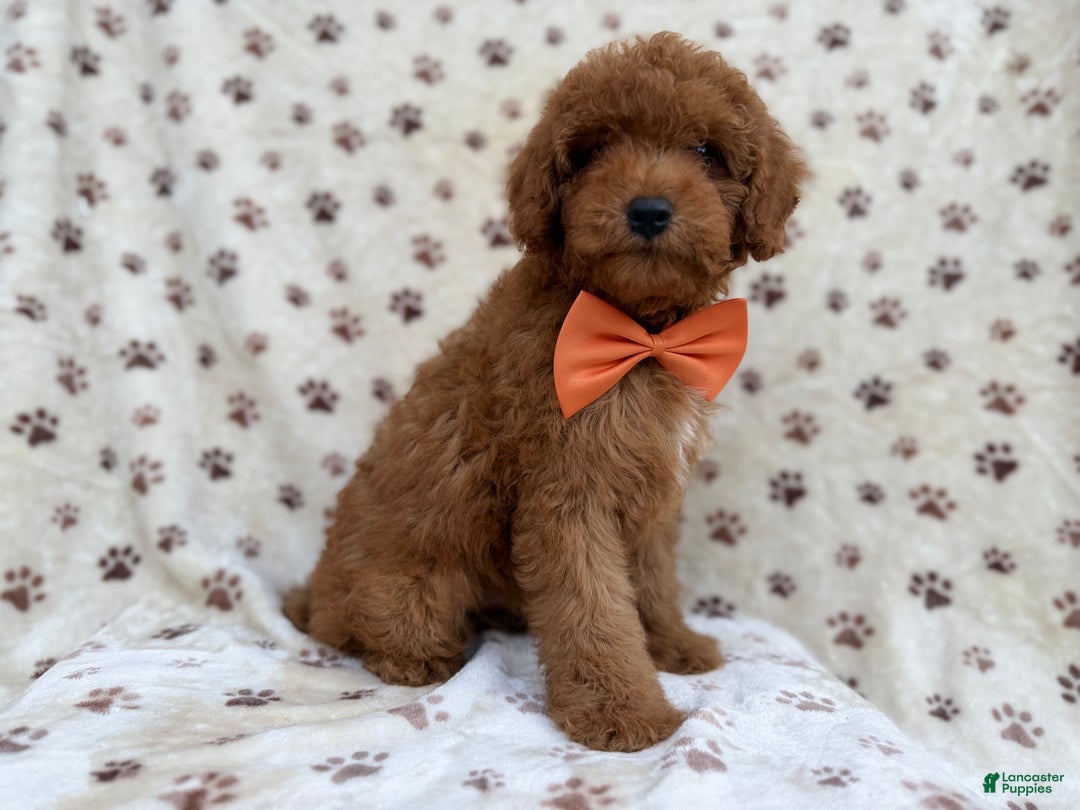 Cockapoo dogs for sale: Cowboy - Ad 5