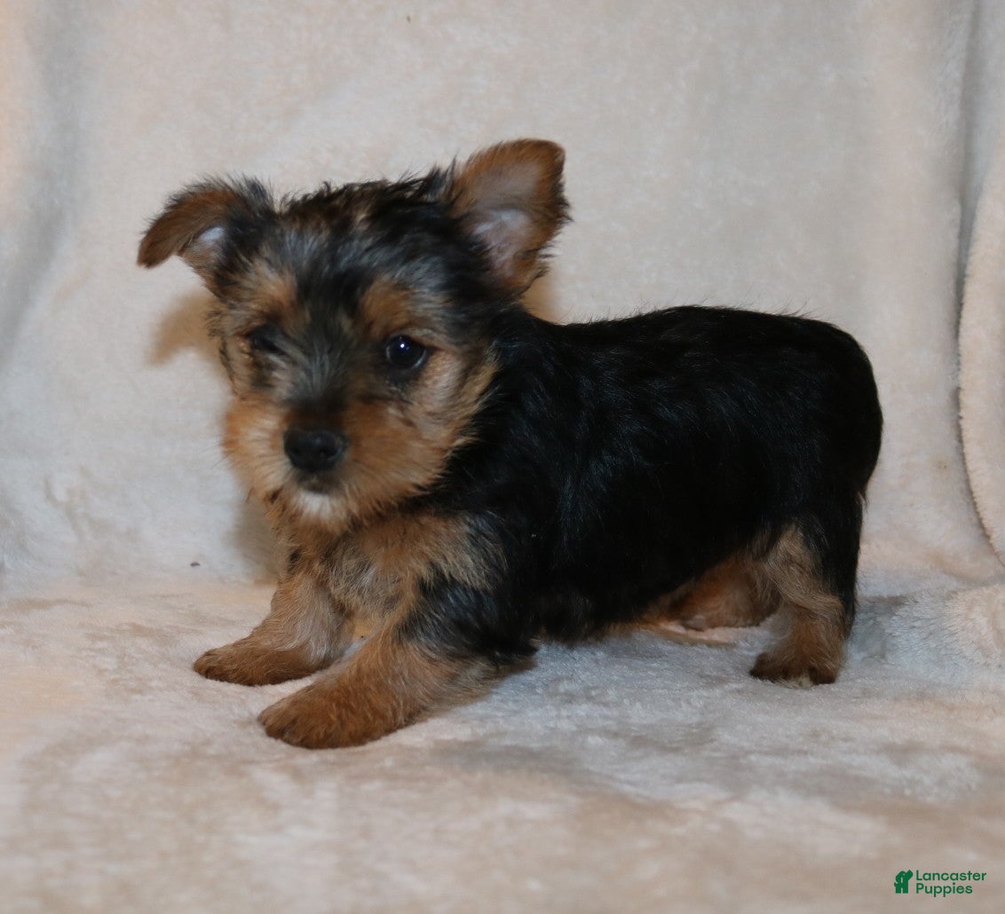 Yorkshire Terrier dogs Patty - Ad 1