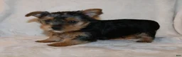 Yorkshire Terrier dogs for sale: Patty - Ad 1