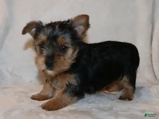 Yorkshire Terrier dogs for sale: Patty - Ad 3