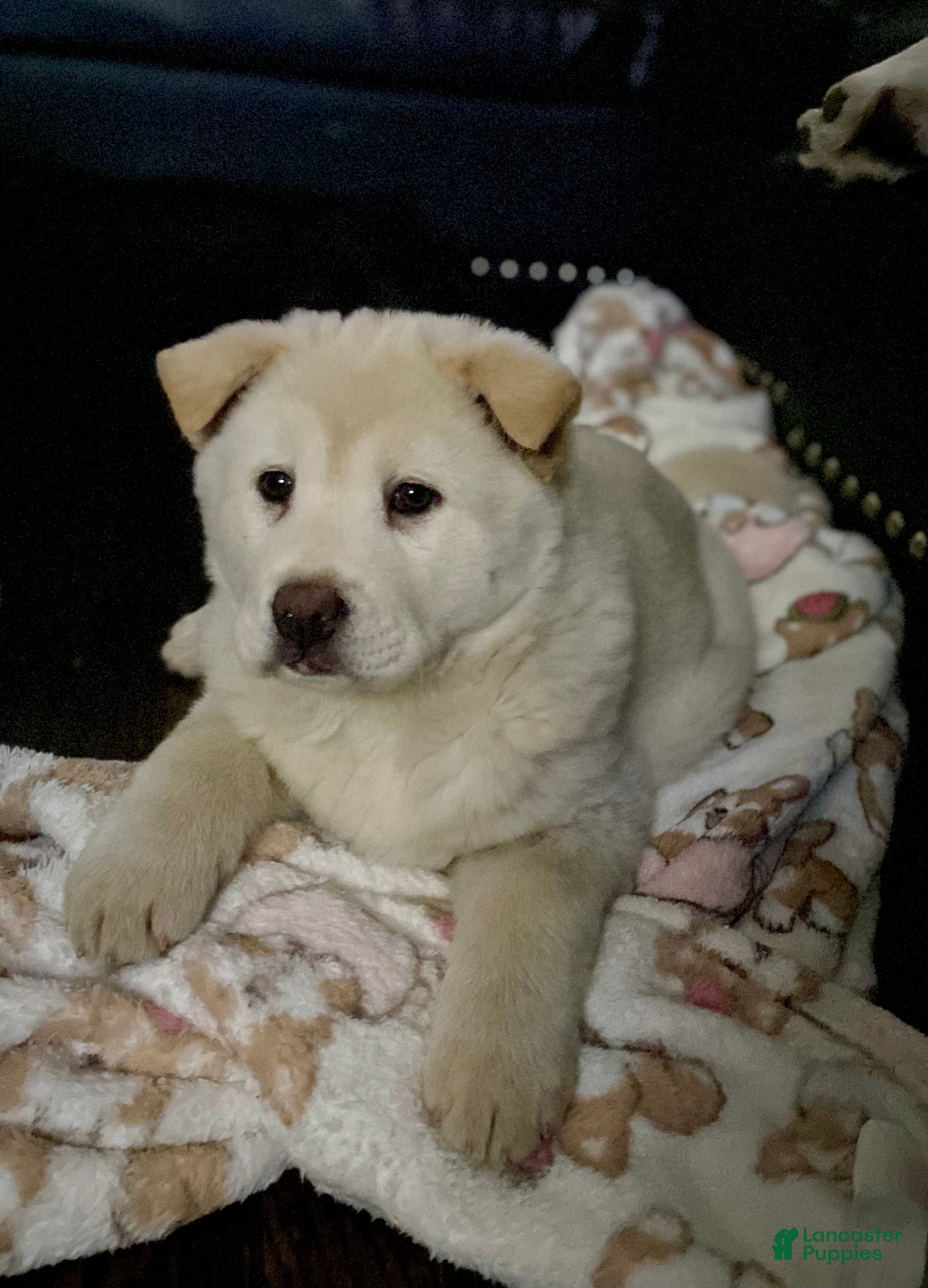 Mixed Breed dogs Chowsky - Ad 6