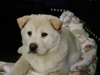 Mixed Breed dogs Chowsky - Ad 5