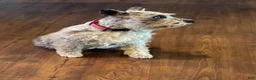 Miniature Schnauzer dogs for sale: Bruno - Ad 2