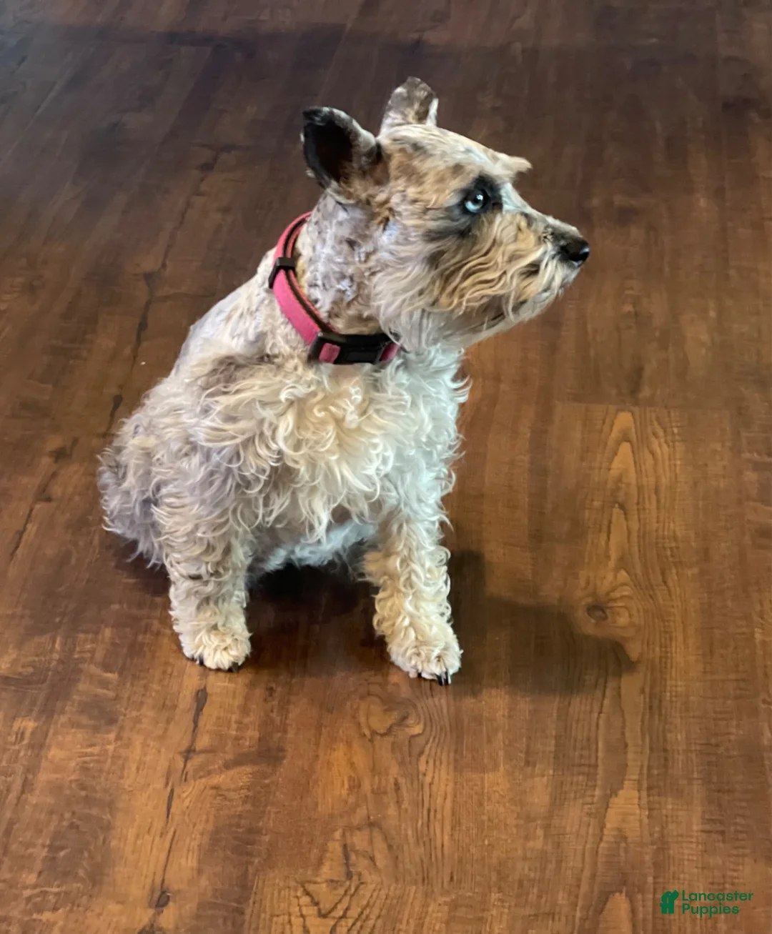 Miniature Schnauzer dogs for sale: Bruno - Ad 2