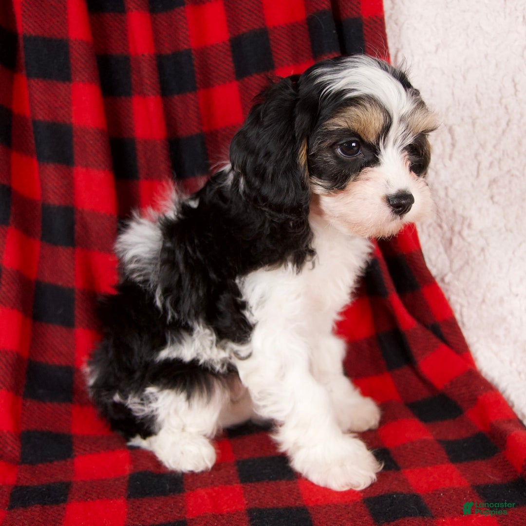 Cavapoo dogs for sale: Nora - Ad 2
