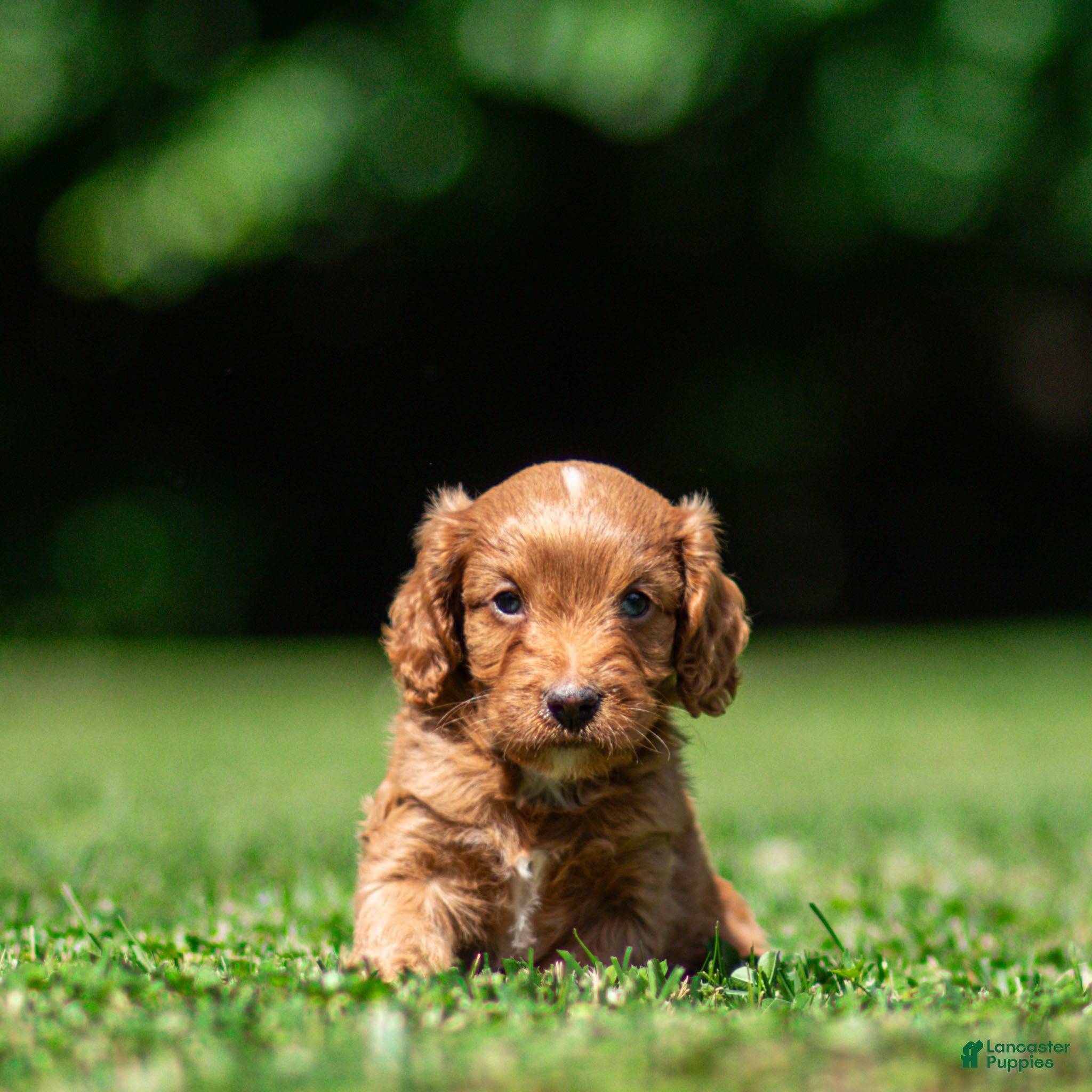 Cavapoo dogs Jasper Cavapoo  - Ad 1