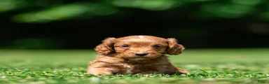 Jasper Cavapoo 