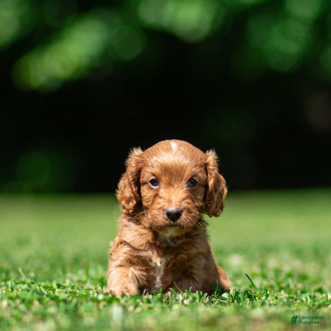 Cavapoo dogs for sale: Jasper Cavapoo  - Ad 1