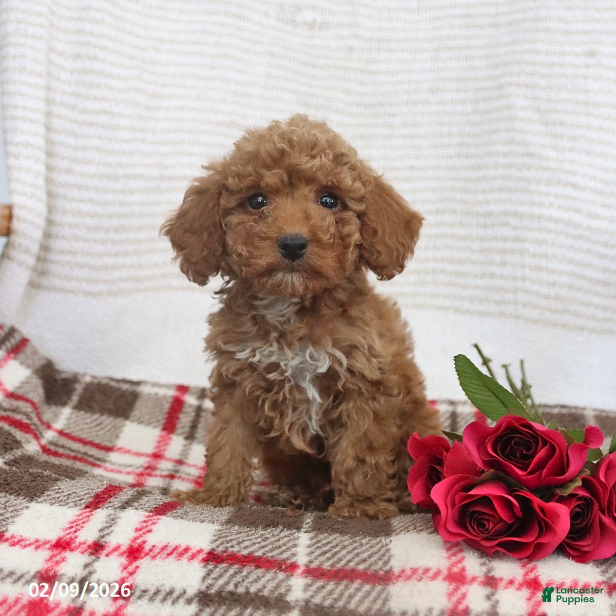 Cockapoo dogs Joey - Ad 2