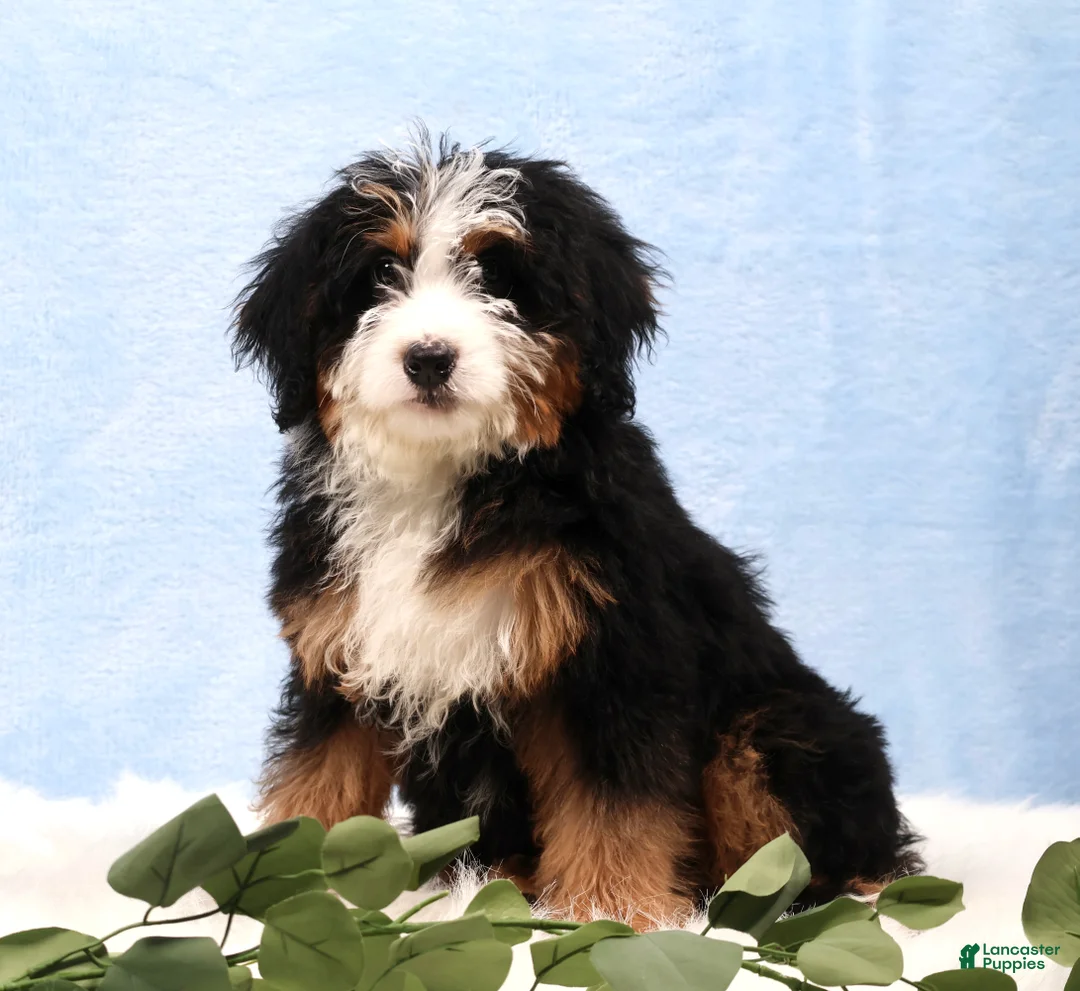 Mini Bernedoodle dogs for sale: Demi - Ad 2
