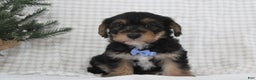 Yorkiepoo dogs for sale: Alexander - Ad 3