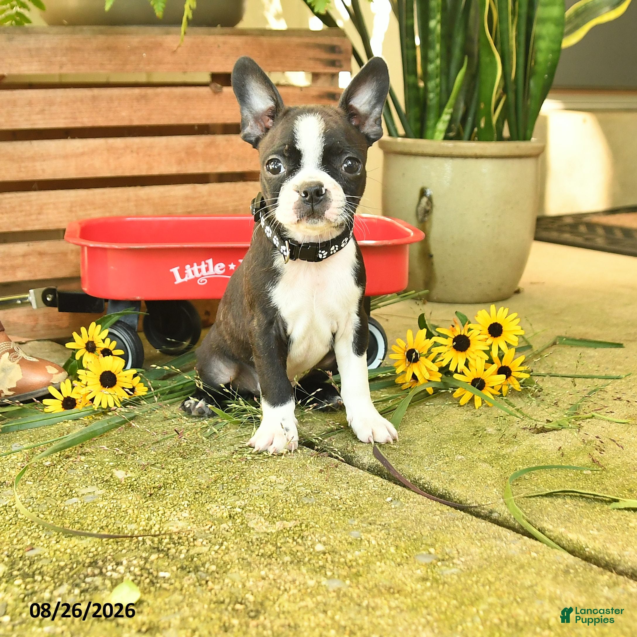 Boston Terrier dogs Max - Ad 2